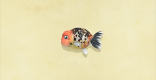 Ranchu goldfish - How To Catch & Price