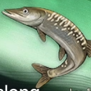 Duet Night Abyss (DNA) - Spotted Tagalong