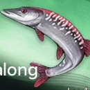 Duet Night Abyss (DNA) - Spotted Tagalong Variant