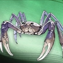 Duet Night Abyss (DNA) - Mr Leggy