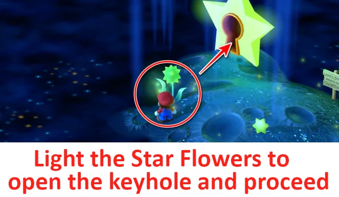 Star Flower