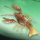 Duet Night Abyss (DNA) - Shellgnarl